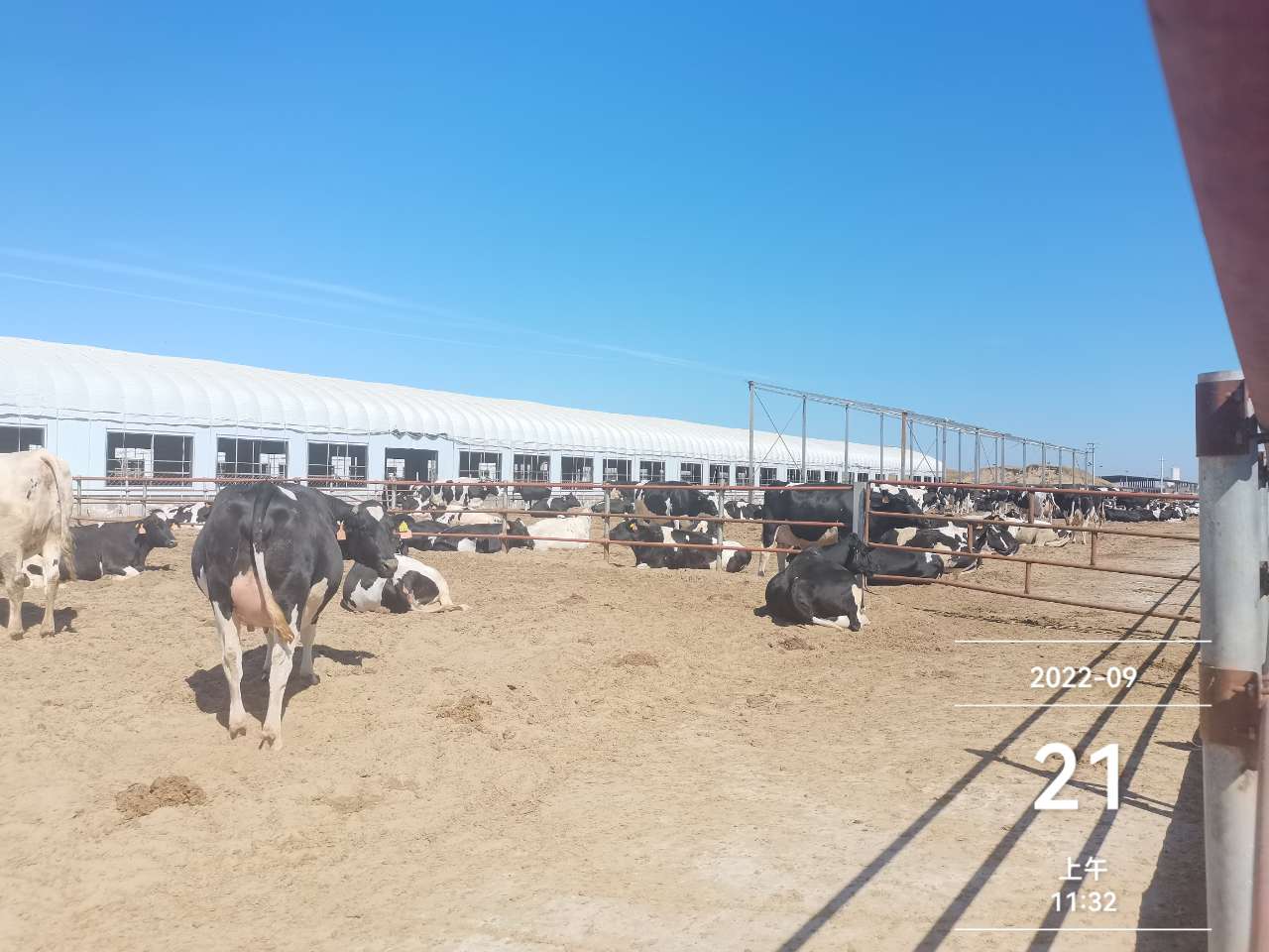 奶牛养殖质押监管案例